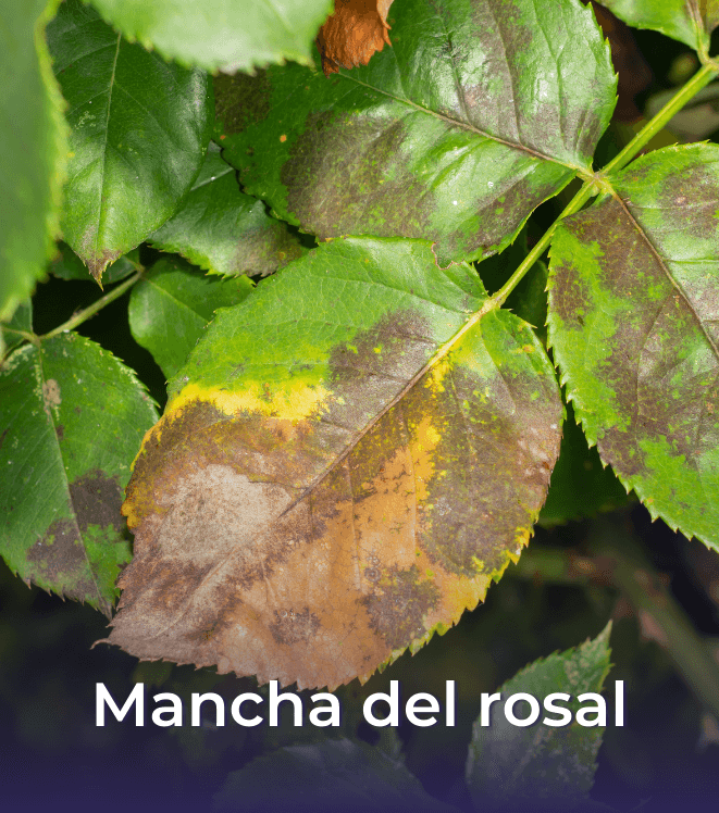 2 Mancha del rosal