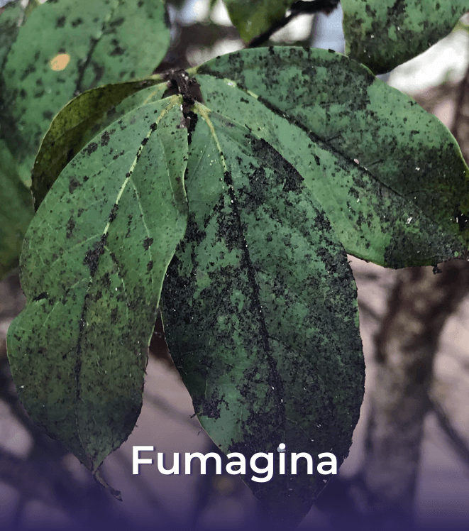 2.1 Fumagina