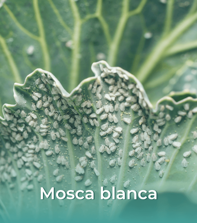 2.1 Mosca Blanca