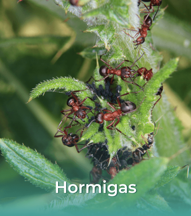 2.4 Hormigas