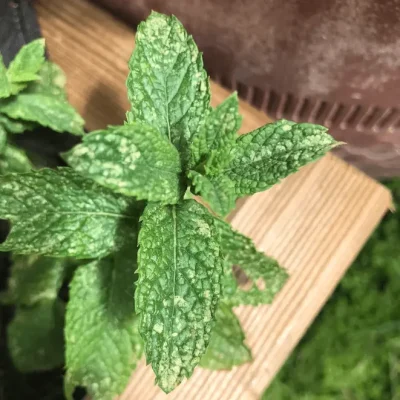 Blog 08
